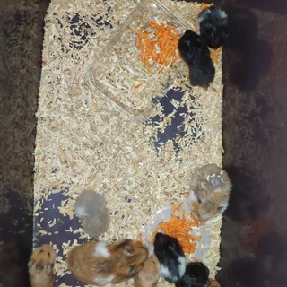 Hamster Syrian Anggora Remaja Gak Gigit Shopee Indonesia