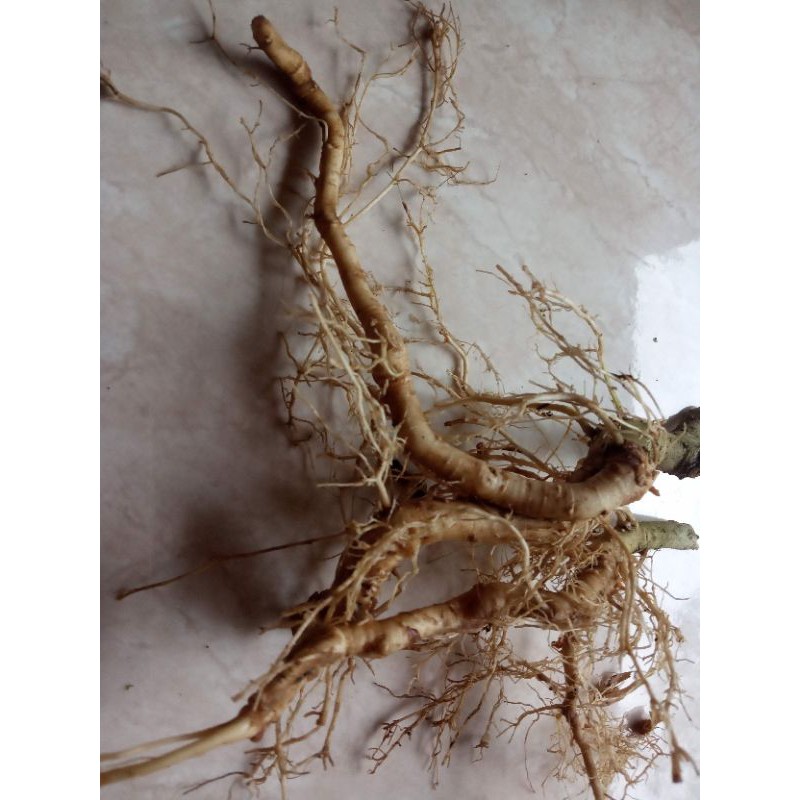 

akar takokak segar 500gr