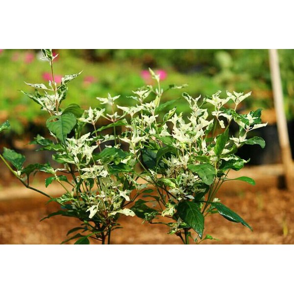 Pohon tanaman hias anting putri salju putih   (Wrightia religiosa)Bergaransi