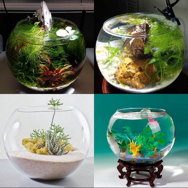 Luna Fish Bowl 12 Liter Aquarium Akuarium Bulat Kaca Toples Ikan Hias