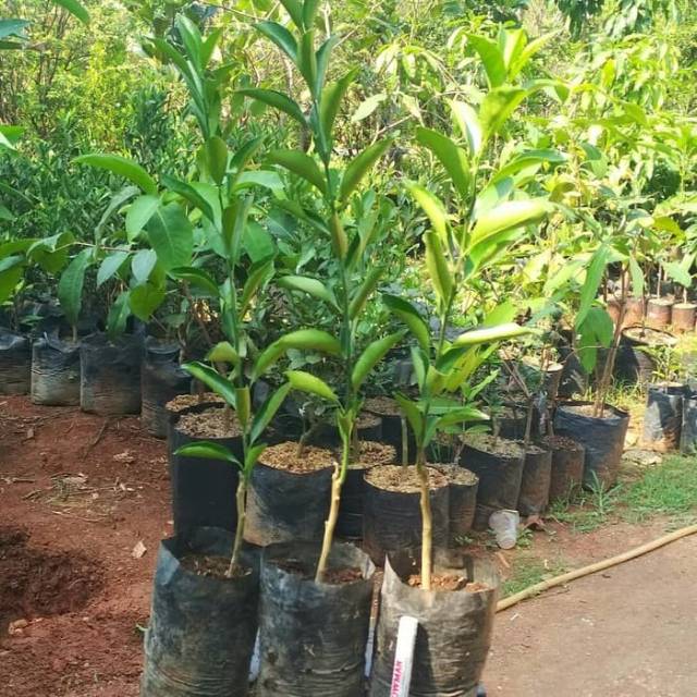 Bibit Jeruk Santang Mandu Pohon Jeruk Santang Madu Manis Pohon Jeruk Manis