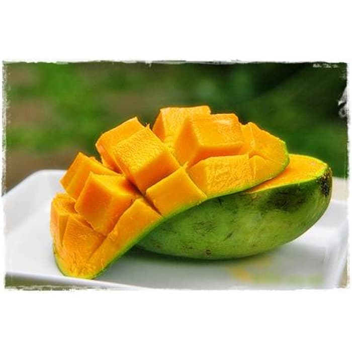 Bibit Mangga Manalagi Super Genjah