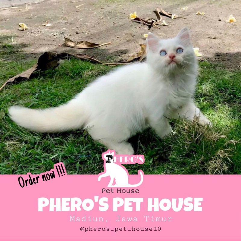 Kucing Persia Red Point #pherospethouse #pheros_pet_house Pheros Pet House
