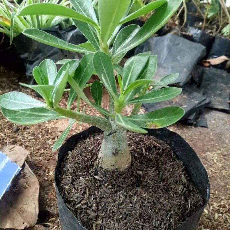 Tanaman Bunga Kamboja Jepang / tanaman hias adenium kamboja Jepang