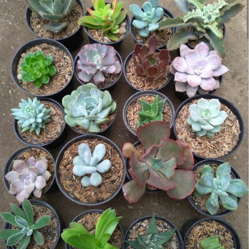 tanaman hias kaktus jenis sukulen 20pcs (tanaman saja) 1kg