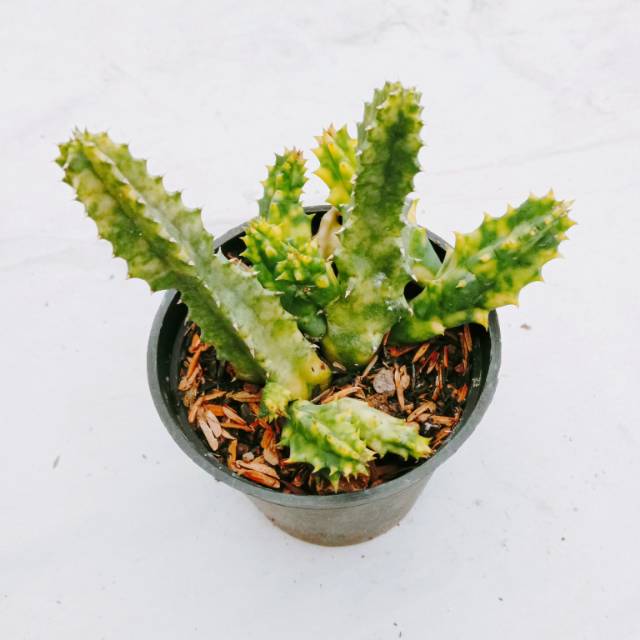 Huernia variegata