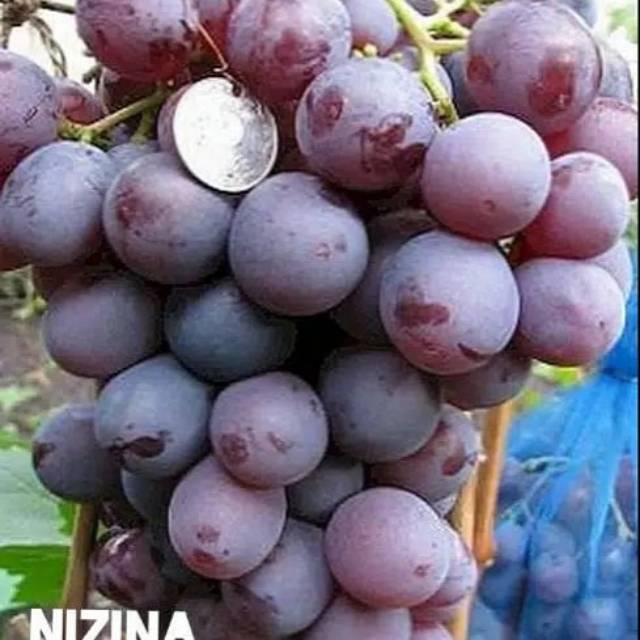 Bibit anggur import jenis nizina