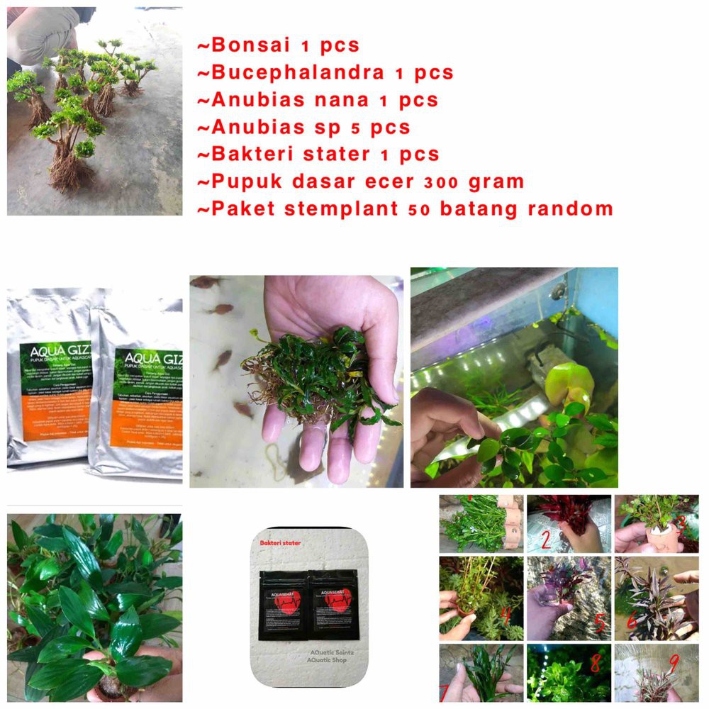 Paket Aquascape Pemula Starter Kit Tanaman Aquascape Aquarium