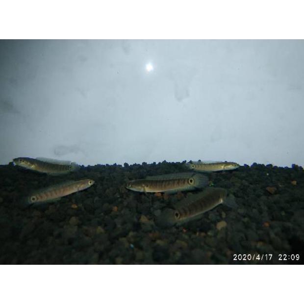 Ready Ikan Hias  Chana Asiatica / Canna Asiatika Rsws Predator Gabus Hiasan Akuarium Garansi