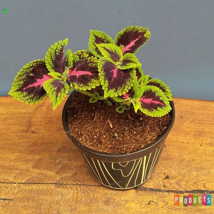 Tanaman miana lidah merah/coleus Plectranthus scutellarioides