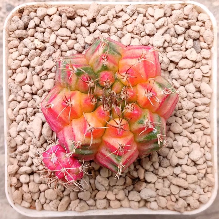 Kaktus Miha Taiwan Clone | Gymnocalycium Mihanovichii Taiwan Clone | Gymno Taiwan Clone | Miha Taiwa
