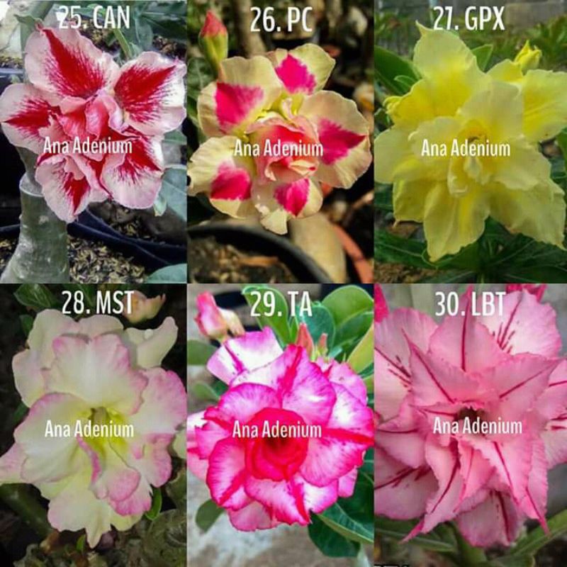 adenium tumpuk SIZE A,B dan C Id pilih sendiri