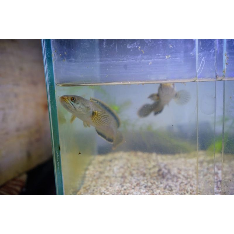 Ikan Channa Limbata pair M dan F