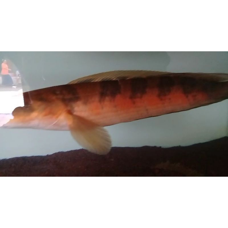 channa maru red barito