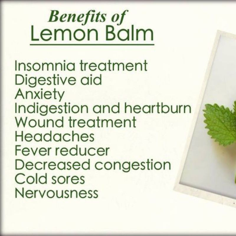 LEMON BALM TEA : LEMON BALM LEAF / BALM MINT TEA (30 Tea Bag)