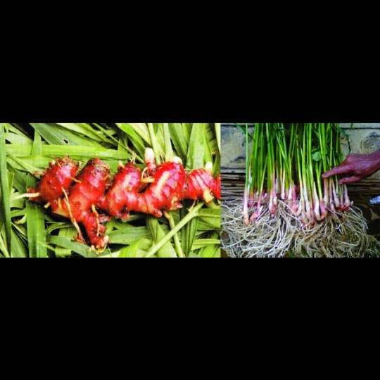 Bibit jahe merah/Tanaman herbal jahe merah