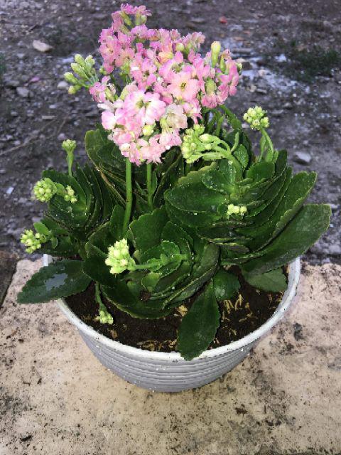 Tanaman Hias Peperomia Clusiifolia