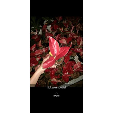 PROMO BONGGOLAN AGLONEMA(SUKSOM JAIPONG ASLI)