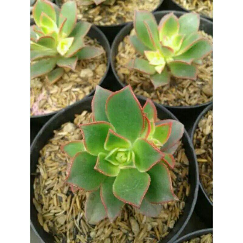 tanaman hias kaktus sculen-kaktus sculen-seculen kaktus hias-kaktus sculen hias-pohon kaktus sculen