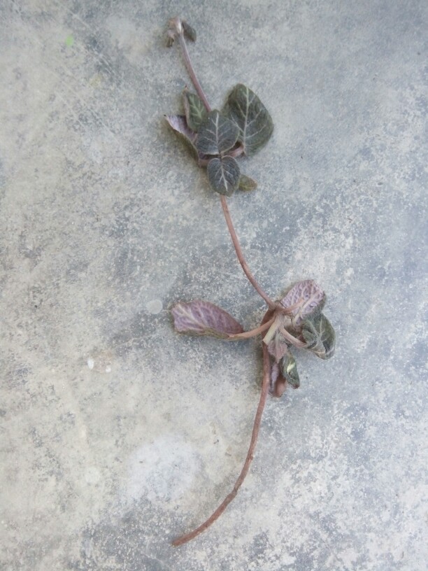 Tanaman Hias Gantung Episcia Merah / Episia Bludru Merah