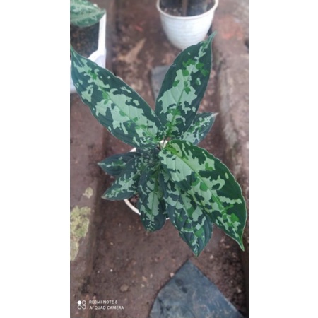 

pictum tricolor