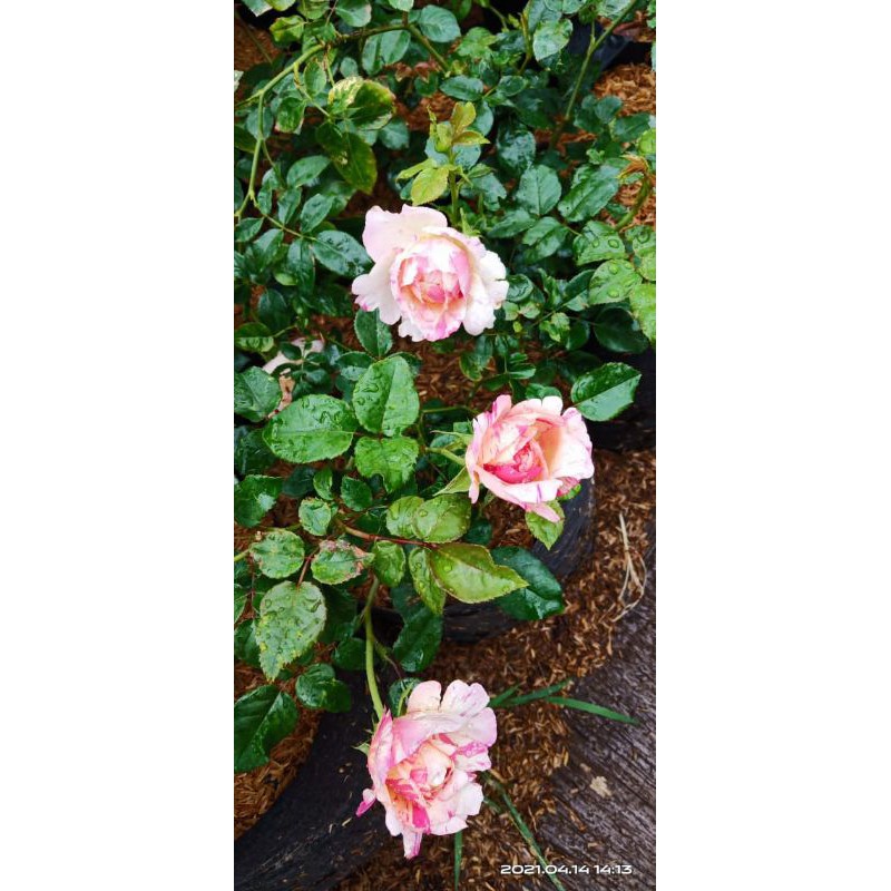 mawar import julie andrieu