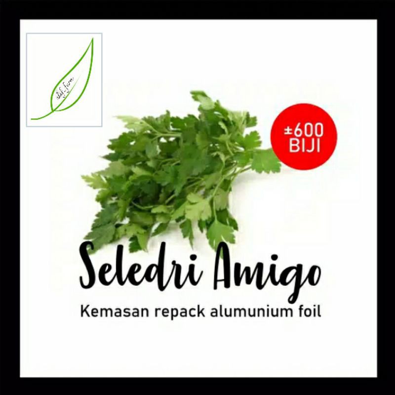 bibit seledri | benih seledri | sayuran seledri | benih sayuran | belajar menanam | sayuran sehat