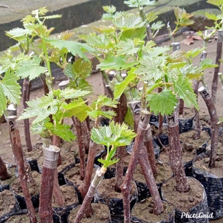 Promo bibit anggur impor (mini) hasil grafting