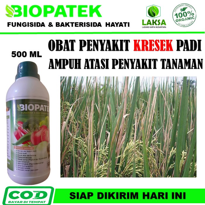 Obat Hama Kresek Padi BIOPATEK Fungisida & Bakterisida Hayati 500ML Terbaik Atasi Hama Kresek Padi, 