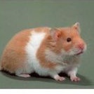 Hamster Syrian Remaja dan Indukan Jenis Berukuran Sedang