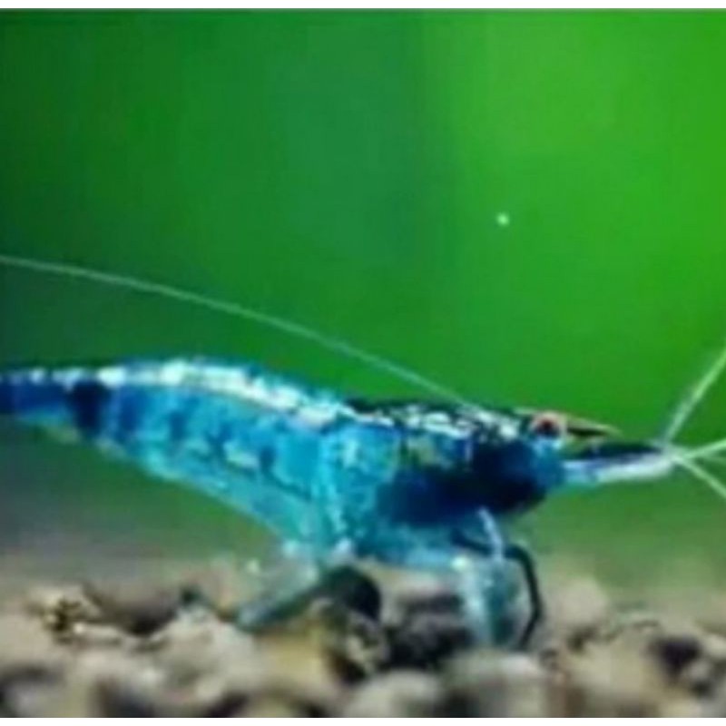 

udang hias blue rili shrimp