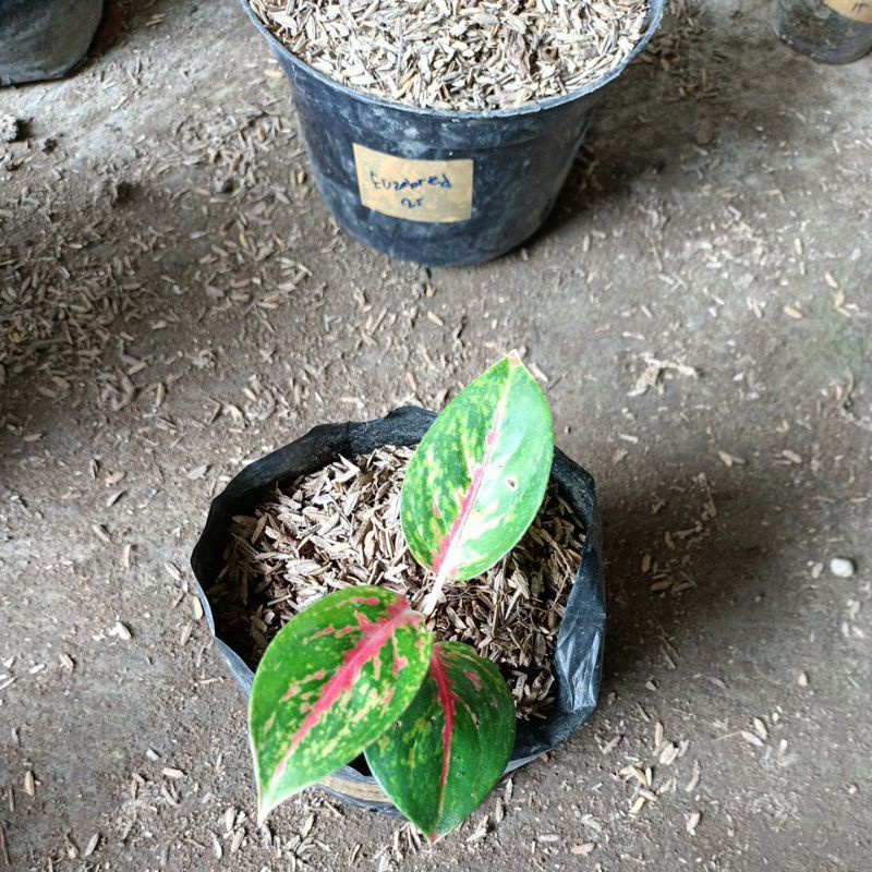 Tanaman hias baby aglonema big papa