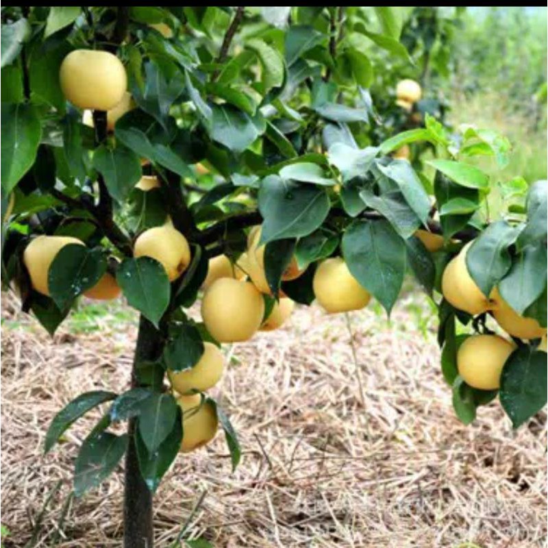 Bibit Buah Pir Madu Super Shopee Indonesia