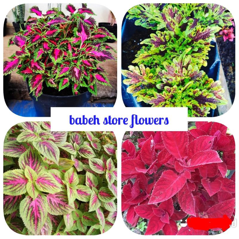 paket 4 tanaman hias bunga miana -  tanaman hias hidup miana - bibit tanaman miana