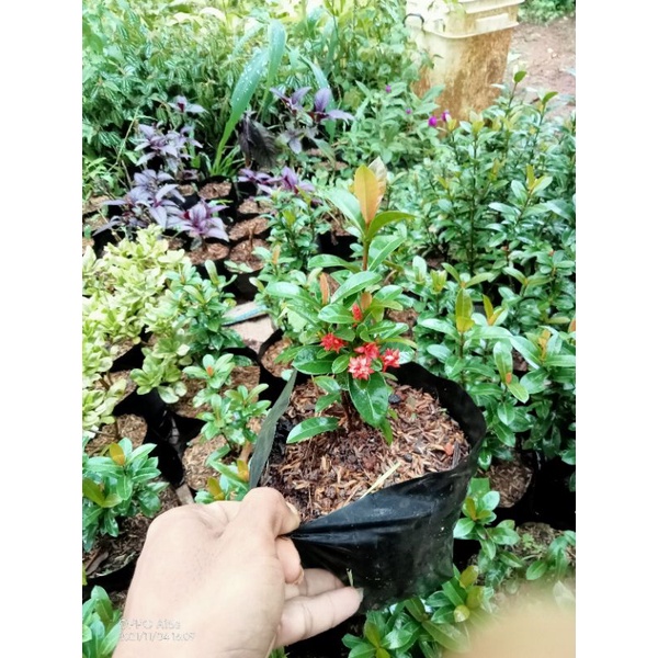 bibit bunga Asoka Jepang Soka mini tanaman hias Asoka Jepang Soka mini