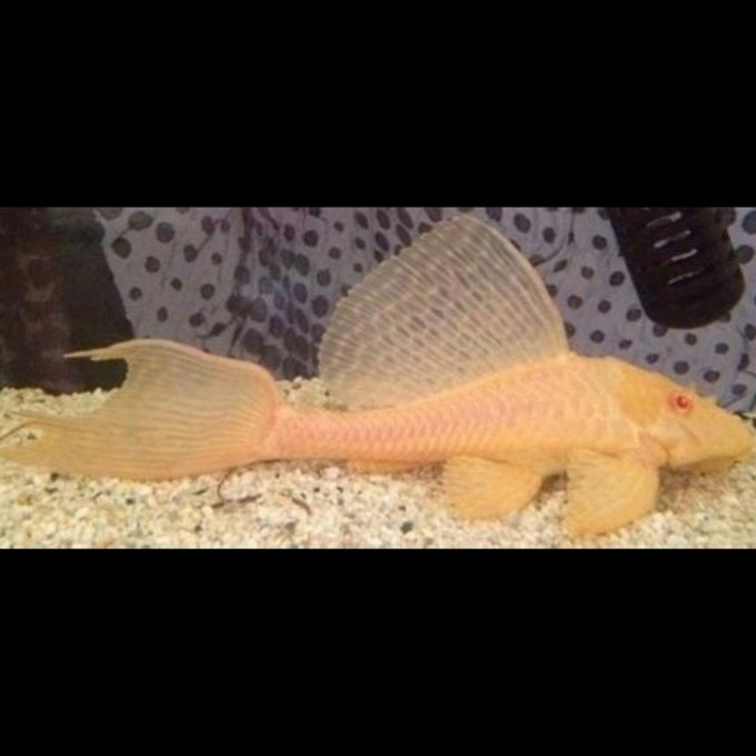 Pleco Pterygoplichthys Gibbiceps Albino (L083/L065) - South American