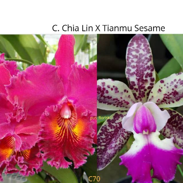 Anggrek Cattleya Chia Lin x Tianmu sesame