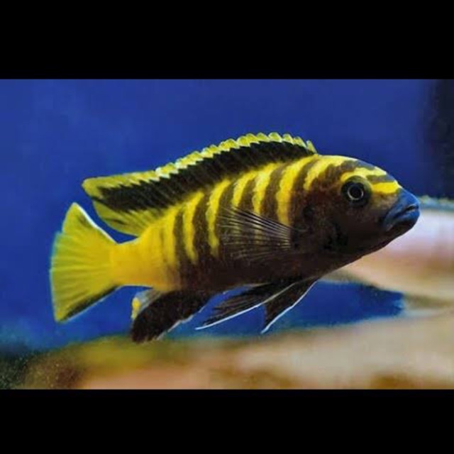 Pseudotropheus Flavus Chinyankwazi Mbuna Malawi Cichlid