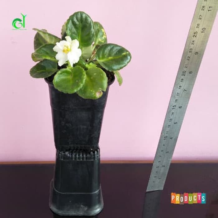 Tanaman Violces putih bunga tumpuk (african violet white queen)