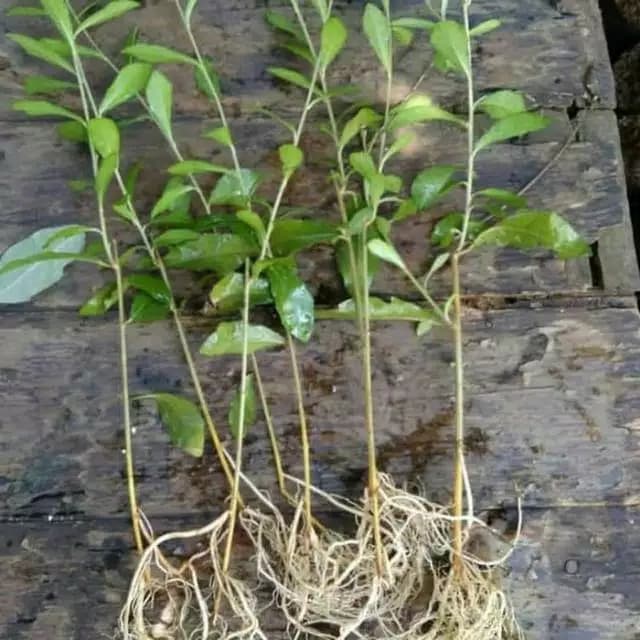 tanaman lee kwan yew - Lee kwan yew - likuanyu