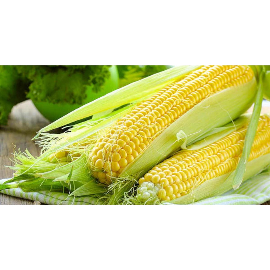 Benih Bibit Biji - JAGUNG MANIS Kuning Premium F1 Super Sweet Yellow Corn Seeds - Panen Dalam 55 HST