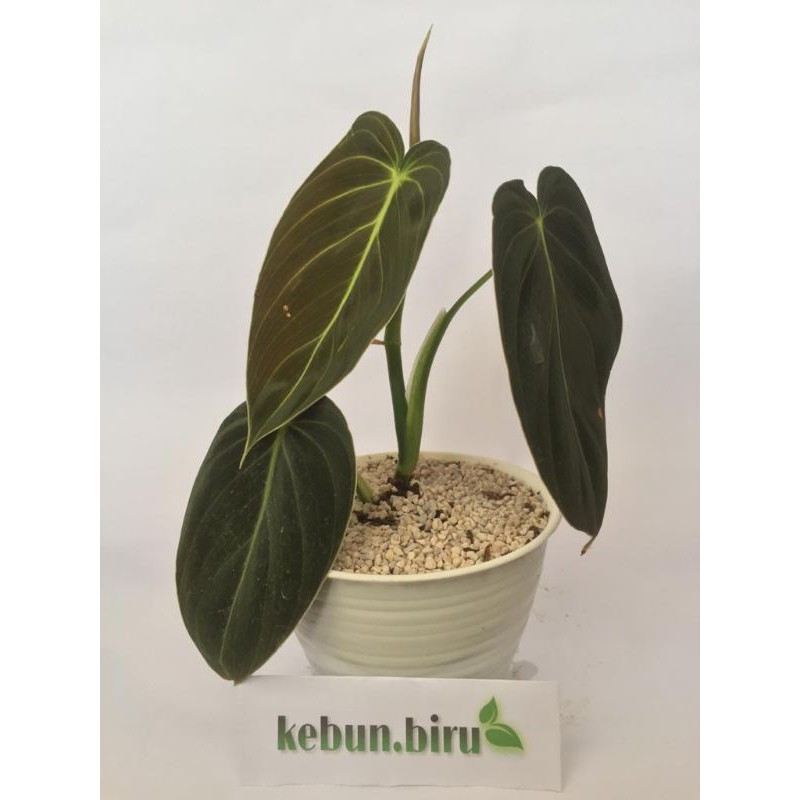 Bibit Philodendron Melanochrysum Melano