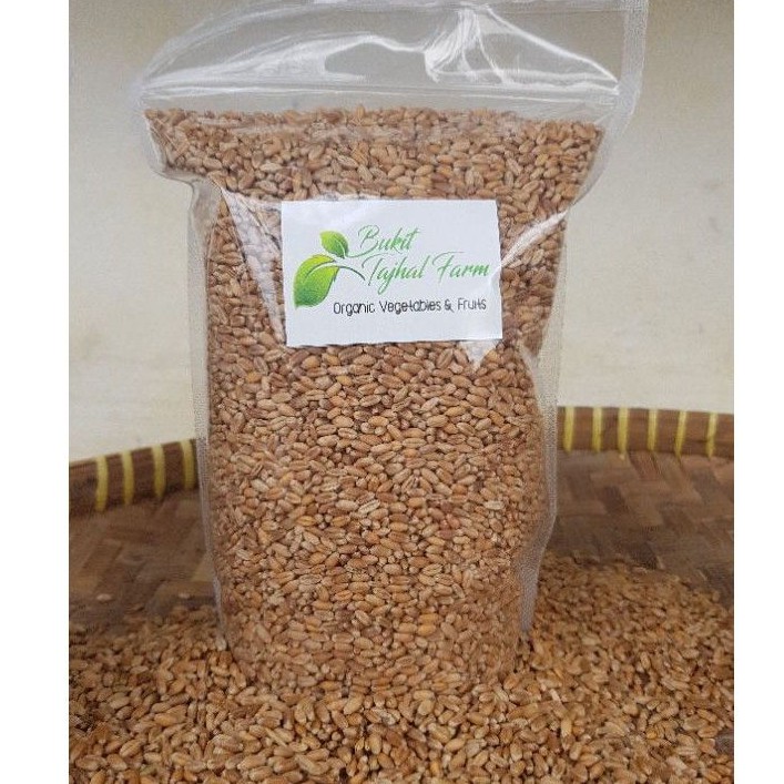 Biji Gandum 1 kg