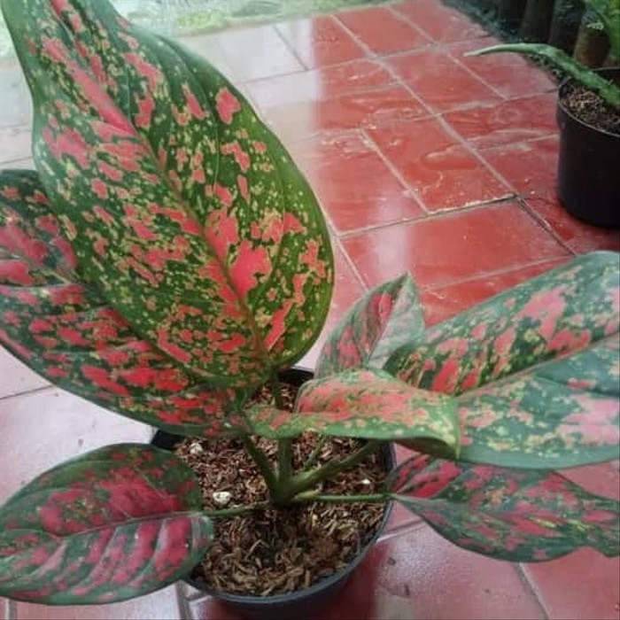 tanaman hias aglonema venus - tanaman aglaonema venus