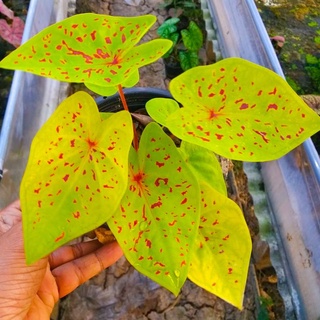 Caladium Yellow Leopard / Tanaman Hias Keladi Kuning Yellow Leopard