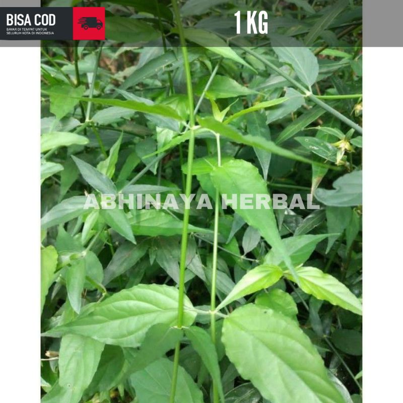 

Daun belalai gajah / Daun kalingsir segar 1kg