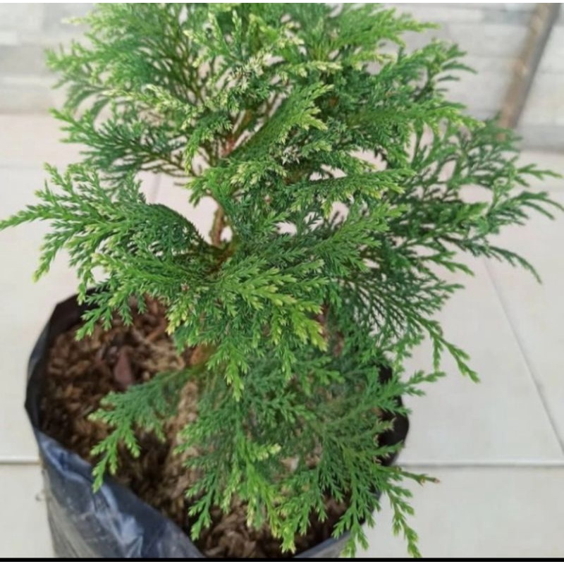 Bibit tanaman hias cemara inoki/Pohon cemara inoki
