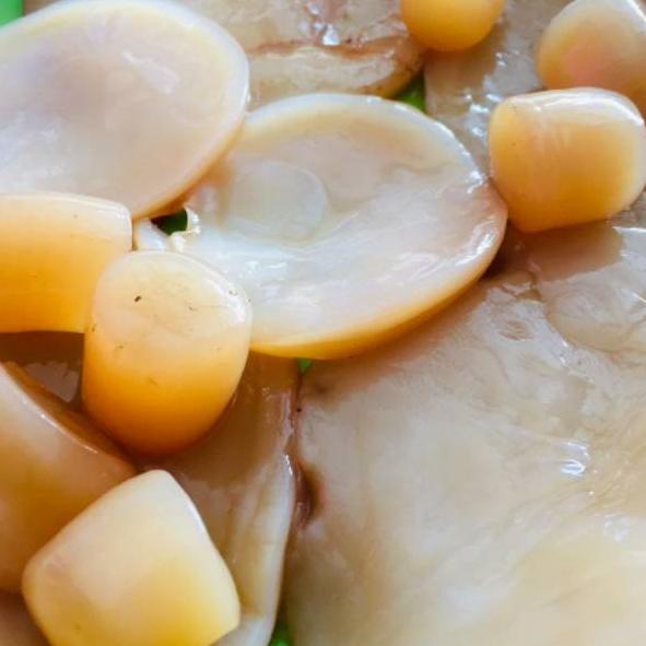 

[KODE S8SSW] !!! SCOBY ATAU JAMUR DIPO UNTUK MEMBUAT KOMBUCHA