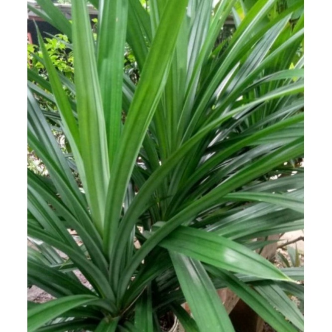 

daun pandan fresh hrga per ikat 20 lmbar