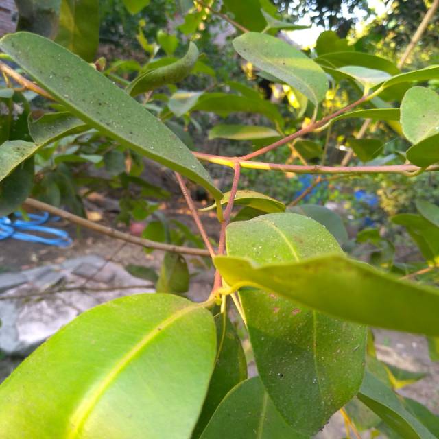 

Daun juwet Jamblang Syzygium cumini